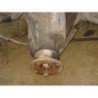 Pont (propulsion) Nissan Terrano 2 Phase 2 (4)
