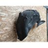 Pare Boue Arriere Droit Peugeot 5008 1 Phase 1 (2)