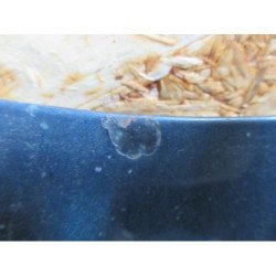 Capot Seat Leon 2 Phase 1 (3)