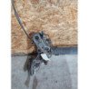 Train Arriere Complet Citroen C3 3 Phase 1 (4)