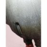Boite De Vitesses Renault Clio 3 Phase 1 Break (5)