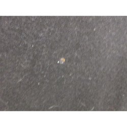 l (1)