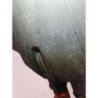 Boite De Vitesses Renault Clio 3 Phase 1 Break (5)