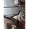 Moteur Renault Twingo 1 Phase 3 (6)