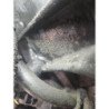 Moteur Renault Scenic 3 Phase 1 (5)